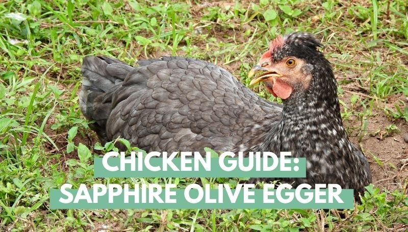 Sapphire Olive Egger