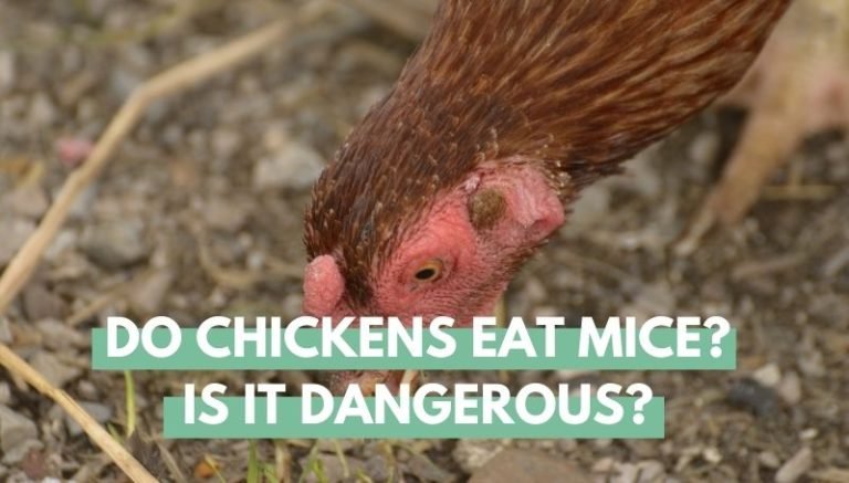 Do chickens eat mice