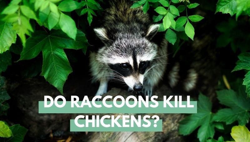 Do Raccoons Kill Chickens