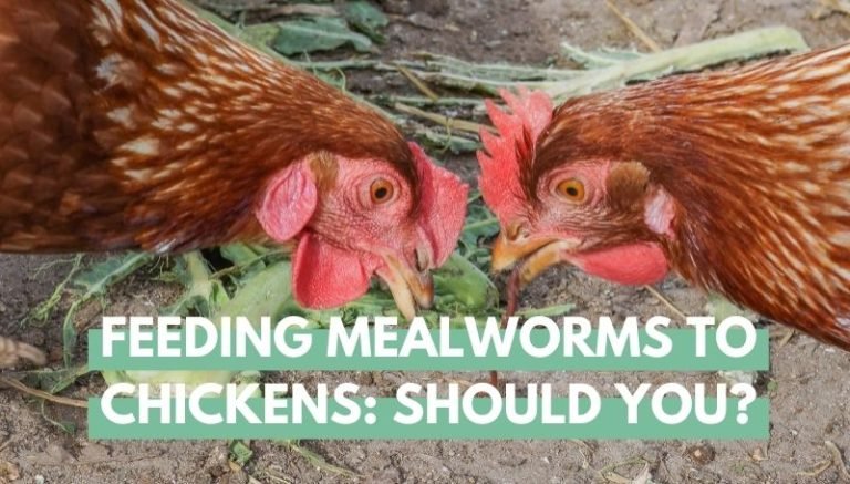 Feeding mealworms to chickens