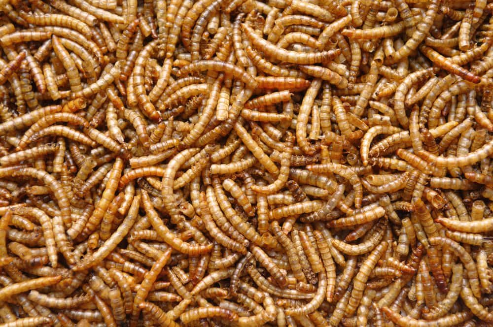 background mealworms