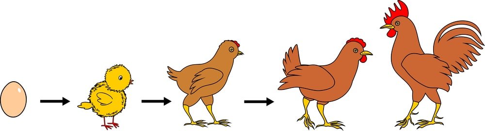 chicken growth stages