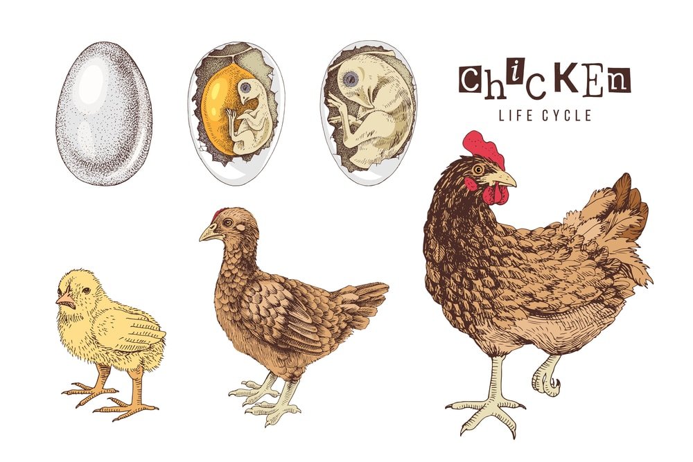 chicken life cycle