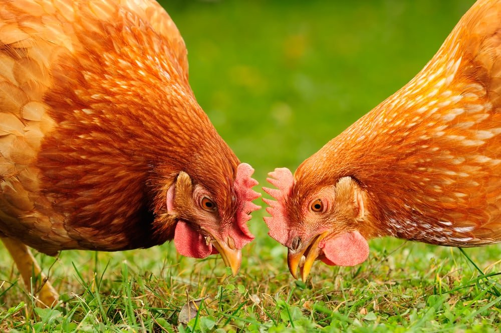 chickens eat grain and grass