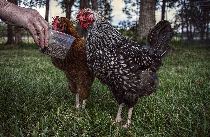 feed chickens with mealworms
