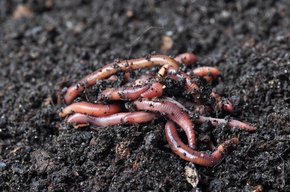 group of earthworms
