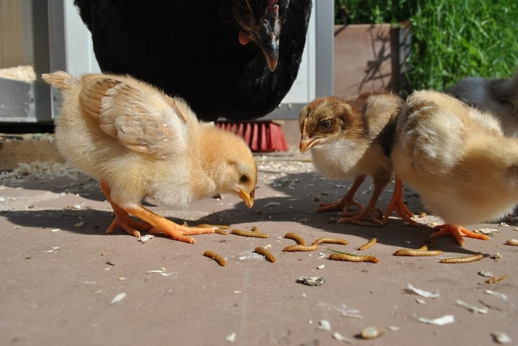 little chicks eat mealworms