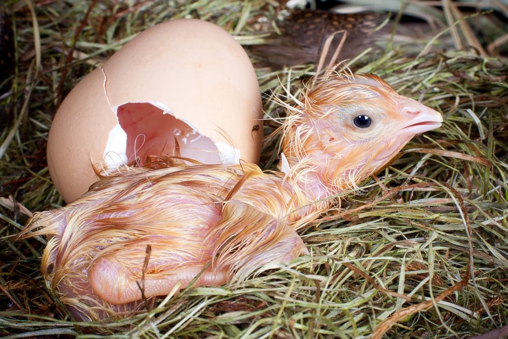 newly born chick