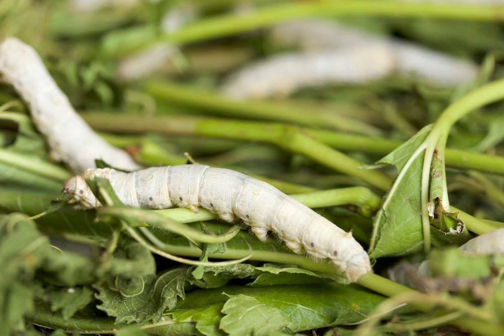 silkworms eat fresh leaves