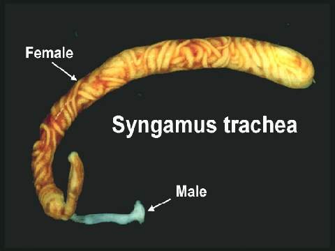 syngamus trachea