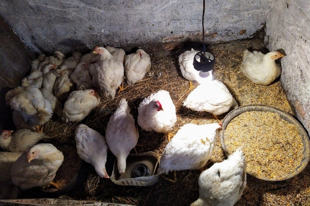 the light in the chicken coop