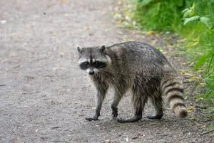 Do Raccoons Kill Chickens? What You Should Know - Eco Peanut