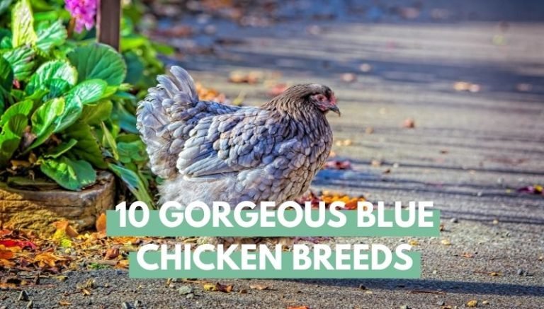 Gorgeous Blue Chicken Breeds