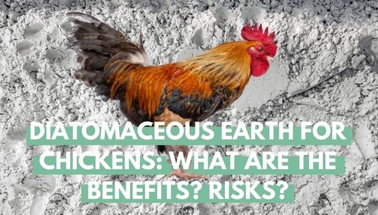Diatomaceous earth for chickens
