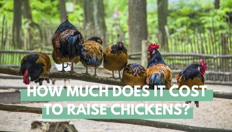 How much does it cost to raise chickens