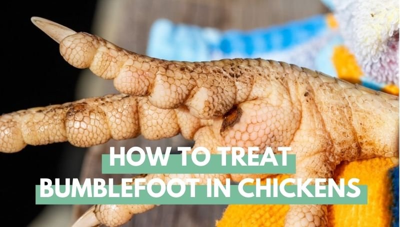 How To Treat Bumblefoot In Chickens