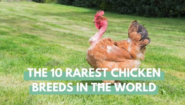 Rare chicken breeds