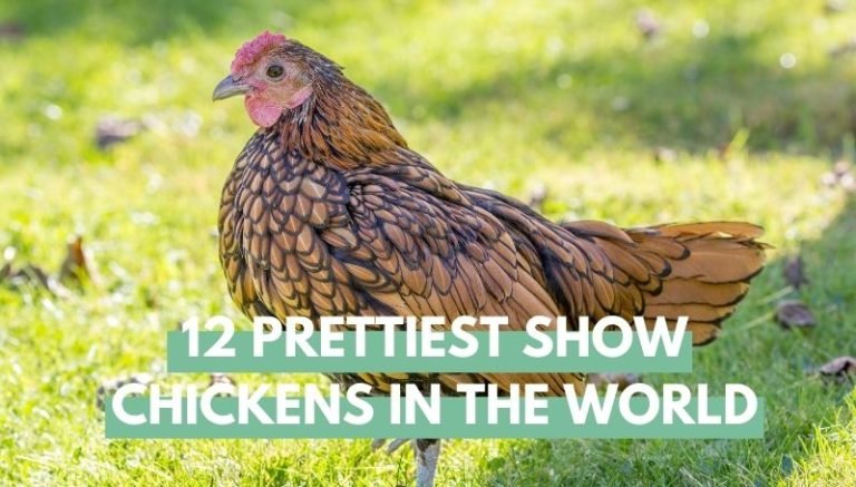 Prettiest show chickens in the world