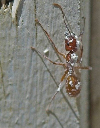 ant in diatomaceous earth