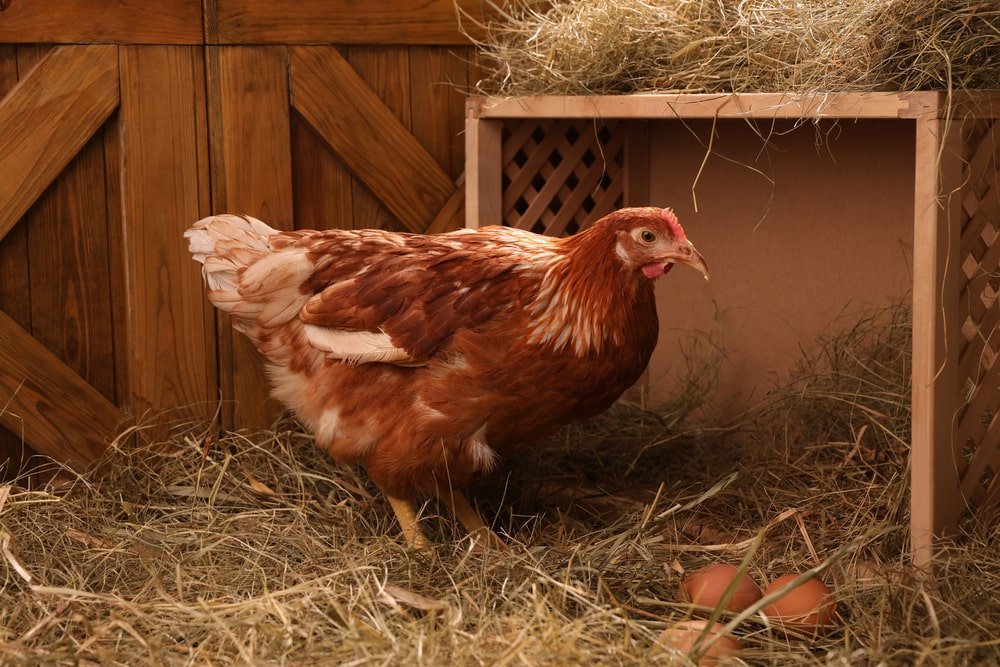 beautiful chicken in nesting box eggs