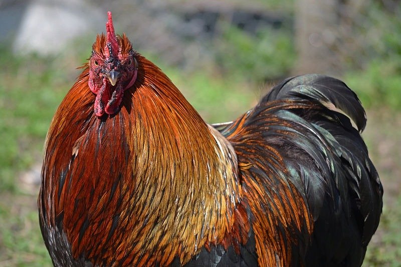 big bantam rooster