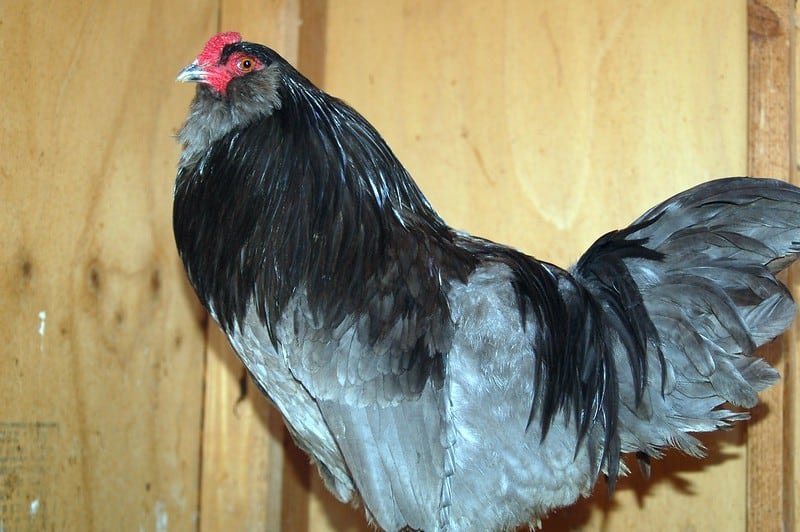 blue ameraucana chicken
