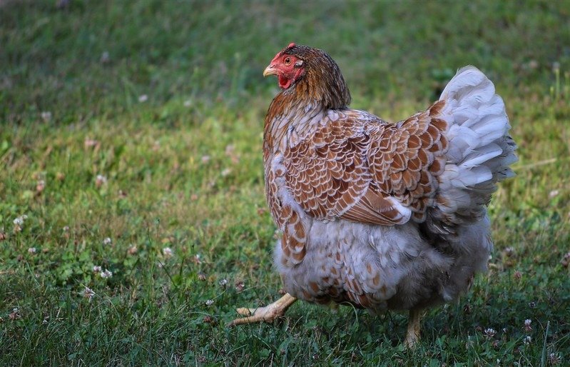 håndtag Civic psykologi All About The Blue Laced Red Wyandotte Chicken Breed - Eco Peanut