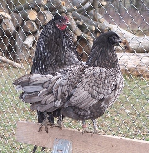 blue sumatra chickens pair