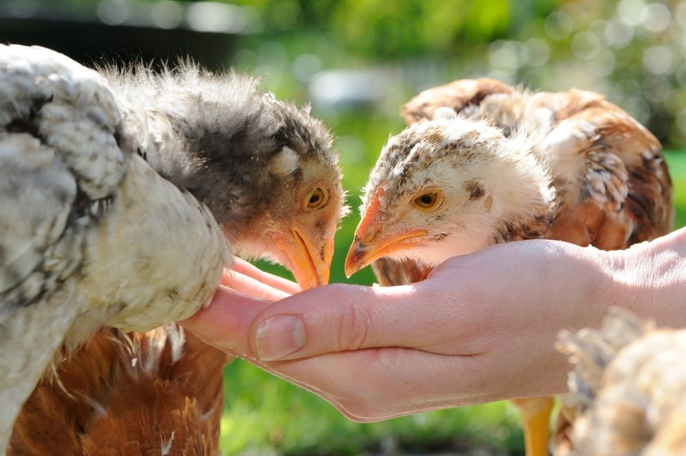 chickens eating from hands