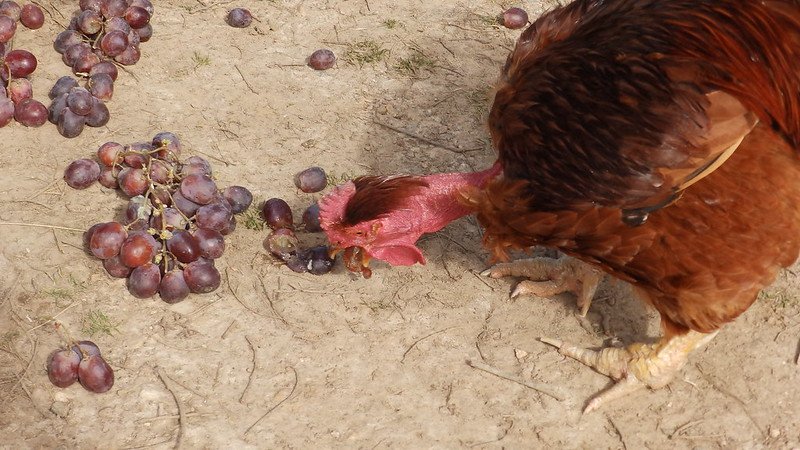 one chicken eat dark grapes
