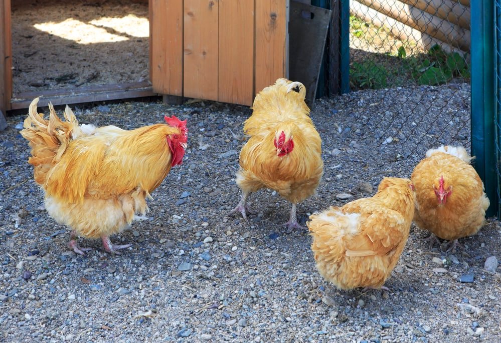 orpington breed chickens on the farm