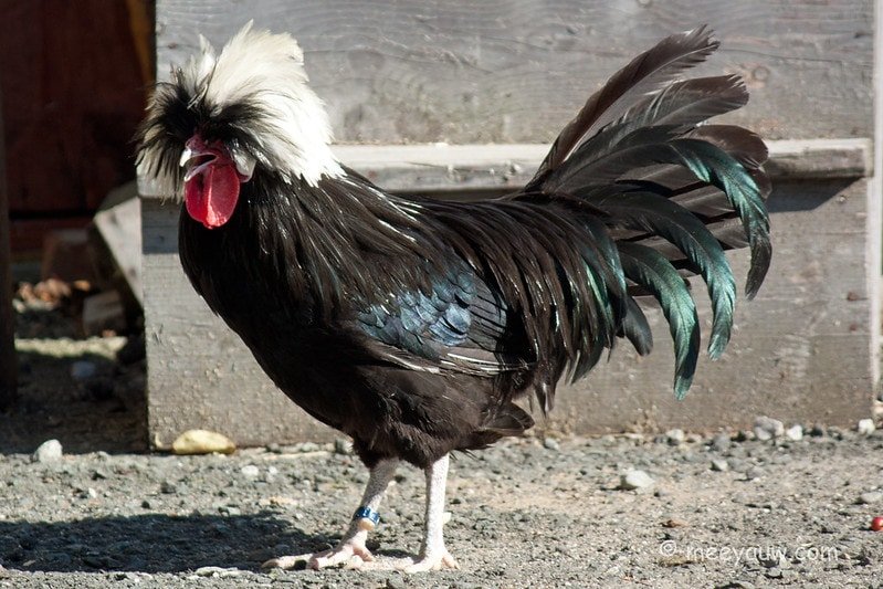 polish breed cockerel