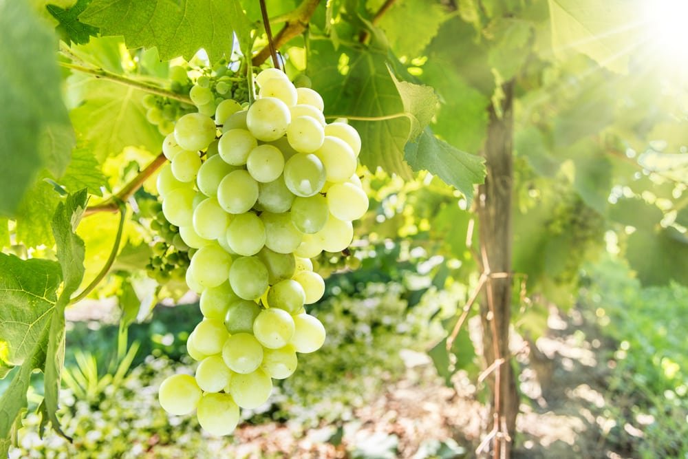 white grapes on the vine
