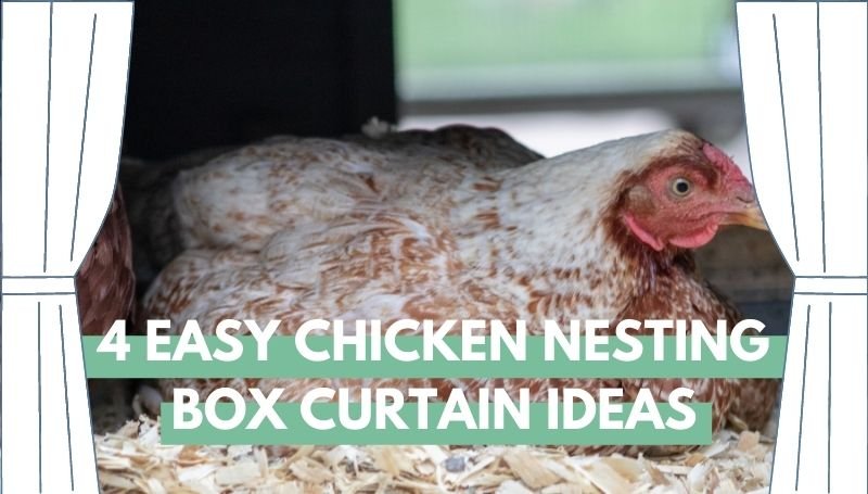 Chicken nesting box curtains