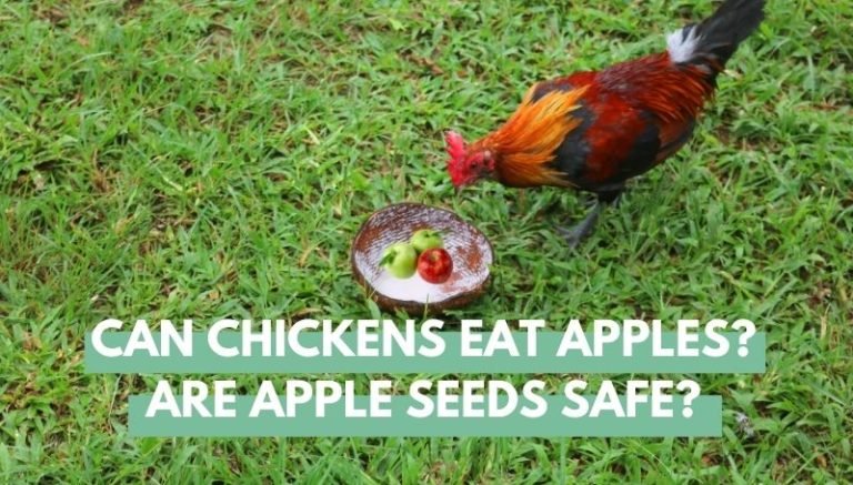 can chickens eat apples