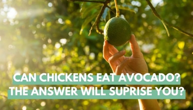 can chickens eat avocado