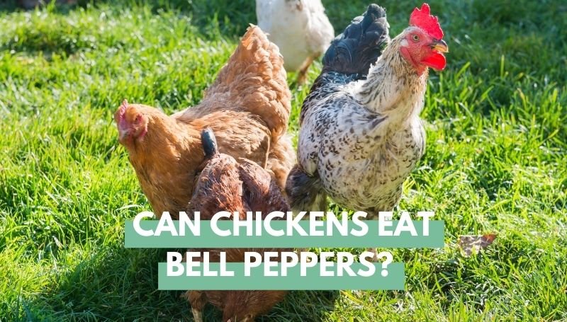 Can Chickens eat Bell peppers