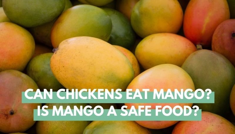 can chickens eat mango