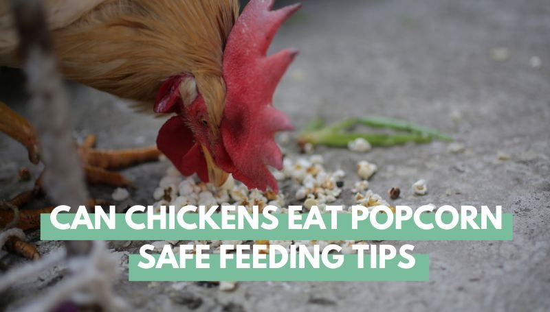 can chickens eat popcorn