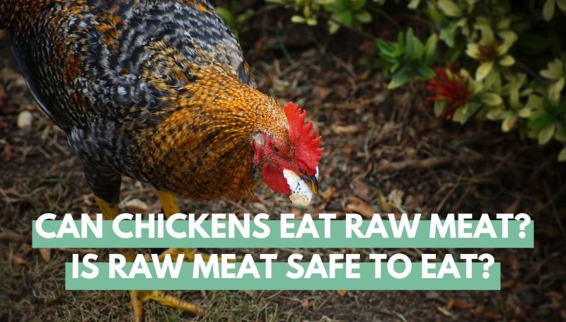 can chickens eat raw meat