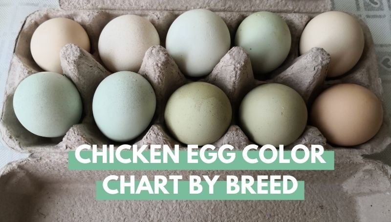 chicken egg color chart by breed