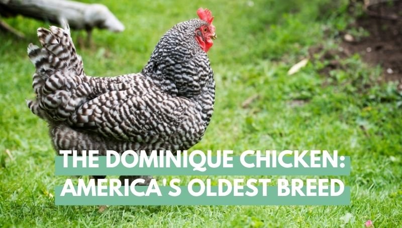 Dominique chicken breed