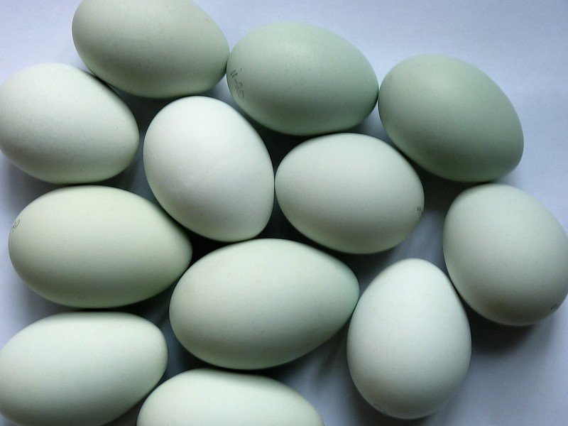green chicken eggs