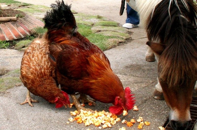 hen and cock eat popcorn