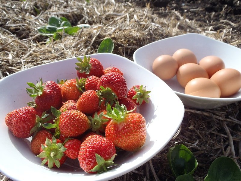 strawberries and chicken eggs