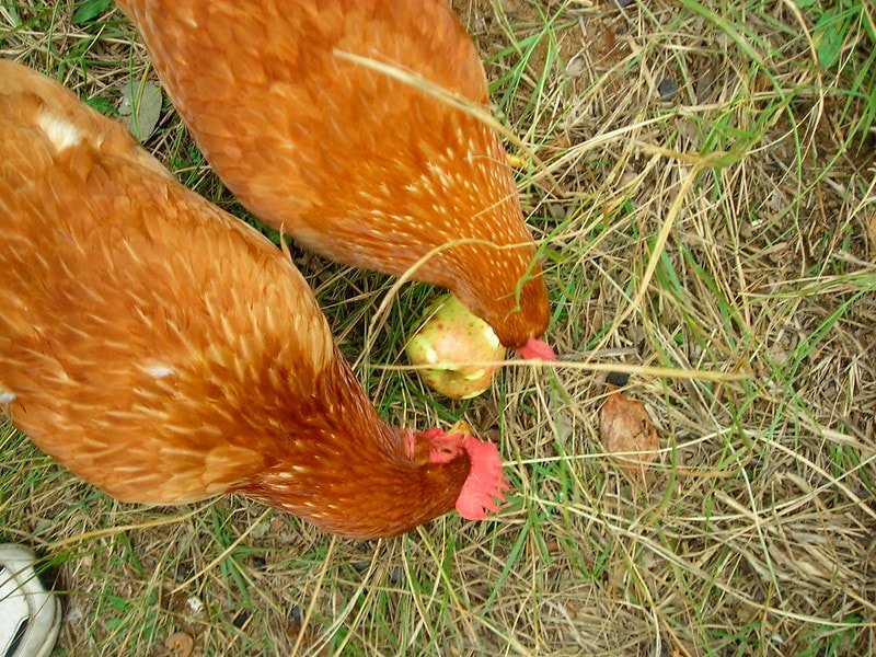 two red chickens eating an apple