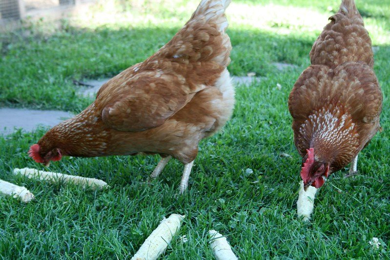two red cocks eat corn from cobs