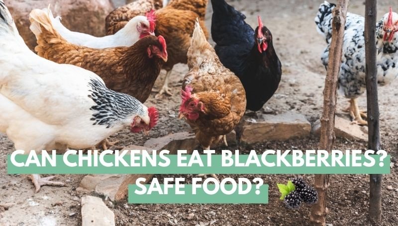can chickens eat blackberries