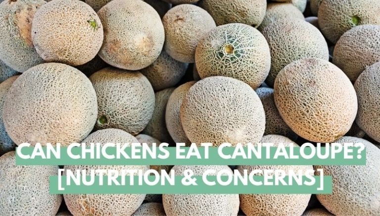 can chickens eat cantaloupe