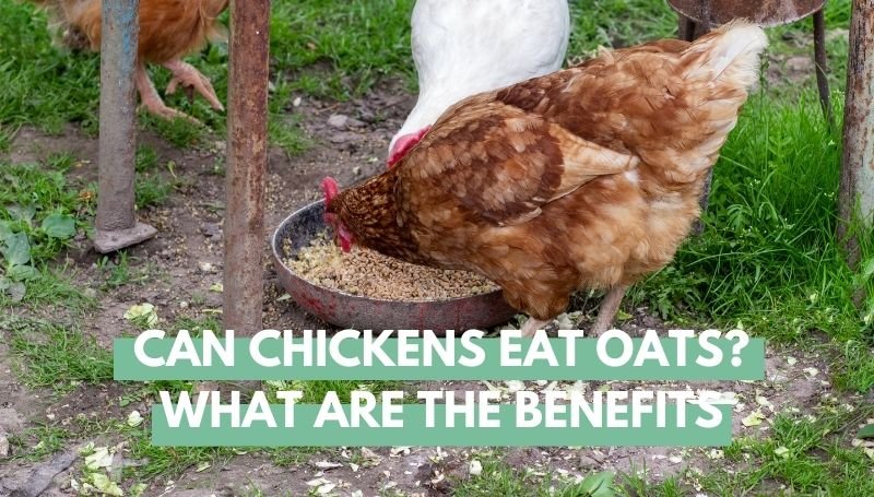 can chickens eat oats